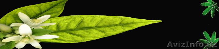 Лечение - Изображение #1, Объявление #3672