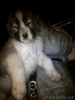 СРЕДНЕАЗИАТСКИЕ И КАВКАЗСКИЕ ЩЕНКИ - Изображение #1, Объявление #8538