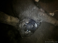 СРЕДНЕАЗИАТСКИЕ И КАВКАЗСКИЕ ЩЕНКИ - Изображение #2, Объявление #8538