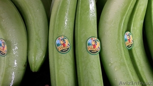 Свежие бананы оптом от производителя через порт С.Петербург. - Изображение #1, Объявление #775625