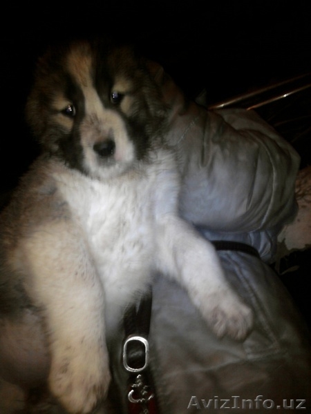 СРЕДНЕАЗИАТСКИЕ И КАВКАЗСКИЕ ЩЕНКИ - Изображение #1, Объявление #8538